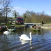 swans at slipway